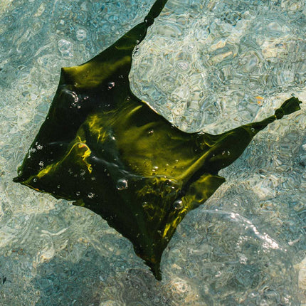 Costume Artemisia Donna Orio Blue