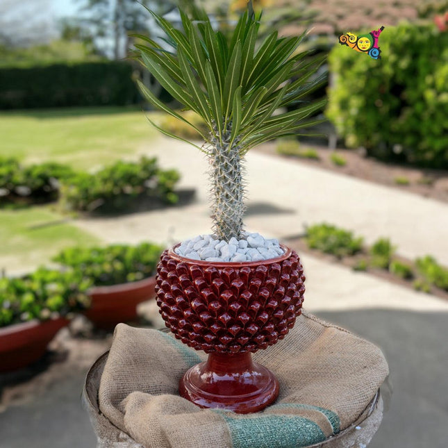 Vaso mezza pigna bordeaux in ceramica di Caltagirone