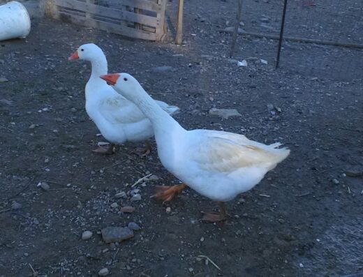 Touring Club Italiano