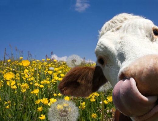 Valle d’Aosta Vacanze