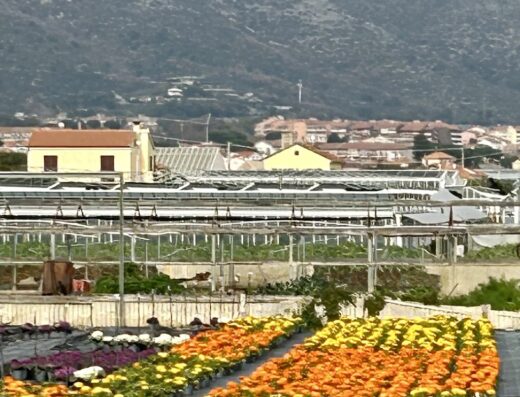 Agricamping Lo Zafferano: file di fiori colorati in vaso, sfondo con case e montagna. Vivaio florovivaistico.
