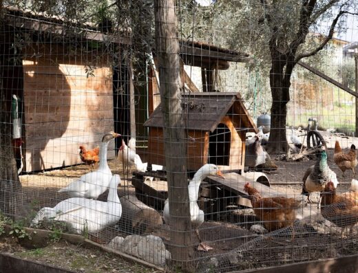 Agriturismo Fiore d’Ulivo