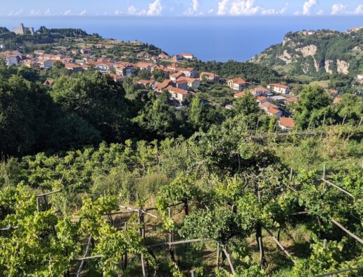 Veduta panoramica di Agriturismo Il Castagno con vigneti in primo piano, case con tetti rossi e mare sullo sfondo.