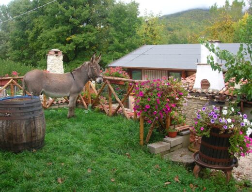 Agriturismo La Canestra – cucina tipica, fattoria didattica, camere