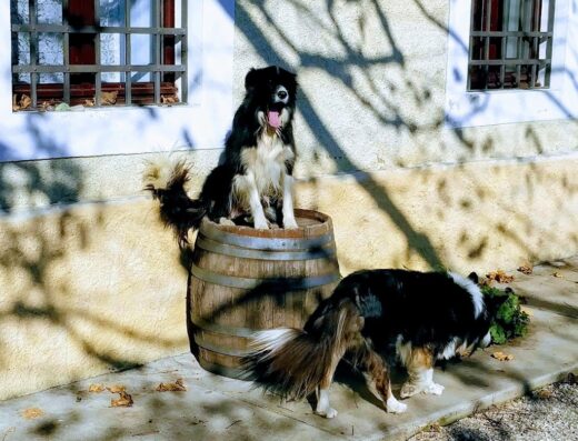Agriturismo La Faula: Un cane Border Collie seduto su una botte di legno, un altro cane Border Collie che mangia dell'erba. Ombre di albero sul muro.