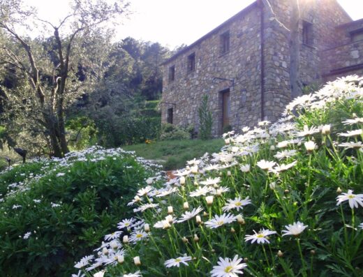 Agriturismo L'Uliveto nel Parco: un casale in pietra circondato da un prato fiorito di margherite bianche, immerso nel verde.