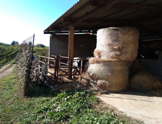 Agriturismo Nonna Maria: View of hay bales inside a shed with a cow and farmland in the background, showcasing rural life.