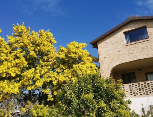 Agriturismo Torre Mannella vista esterna con mimose fiorite, albero di arance e cielo azzurro in una giornata di sole.