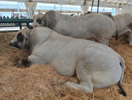 Bovini di razza Chianina sdraiati sulla paglia all'Agriumbria, mostra agricola zootecnica e alimentare italiana.
