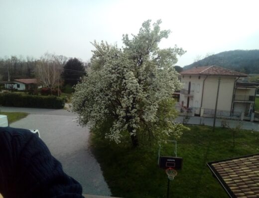 Un rigoglioso pero in fiore domina il paesaggio ad Al Vecchio Pero, con case e colline sullo sfondo, un'esplosione di primavera