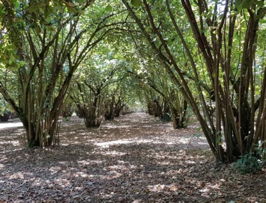 Azienda Agricola Monte il Palombaio: Filare di alberi di nocciole che creano un tunnel verdeggiante, terreno coperto di foglie secche.