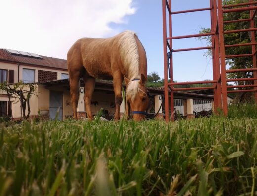 Cavallo biondo al pascolo in un prato verde presso B&B La Crota. Ambiente rurale tranquillo per un soggiorno rilassante.