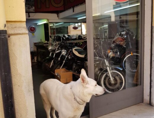 Un cane bianco di razza Pastore Svizzero si trova davanti all'ingresso di Crea Vincenzo, storica concessionaria Moto Guzzi, con motociclette visibili in vetrina.