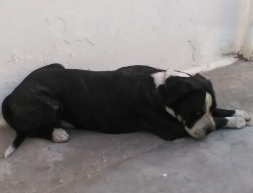 Cane di razza pitbull, sdraiato su una superficie in cemento con le zampe anteriori incrociate, manto nero con macchie bianche sul muso e sul collo.