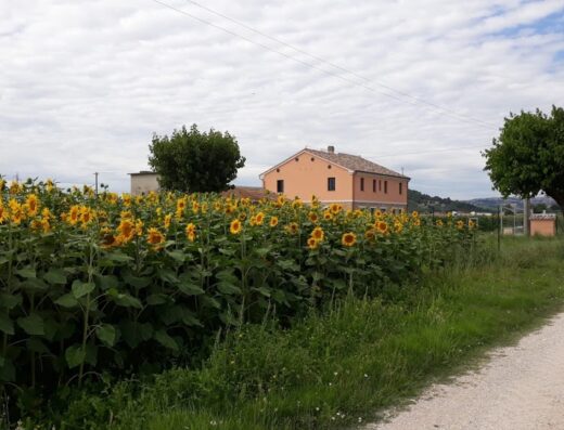 Casa di campagna La Dolce Vita circondata da un campo di girasoli in fiore, tipico paesaggio italiano per viaggi e relax.