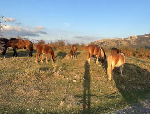 Enotria DMC Incoming Basilicata e Italia