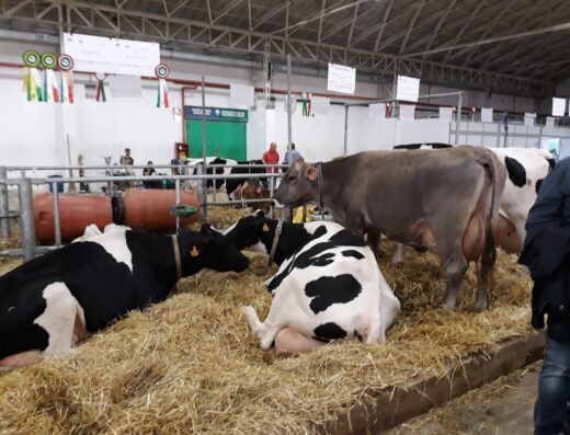 Fiera del Levante: Several cows resting on hay inside a large building, possibly a livestock exhibition or agricultural fair.