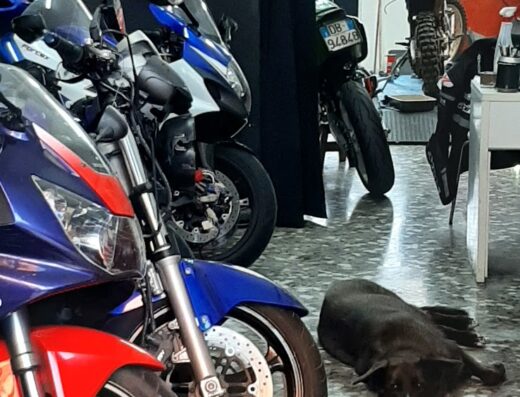 Interno di un'officina meccanica per moto con diverse motociclette parcheggiate e un cane nero disteso a terra. Accessori e strumenti visibili.
