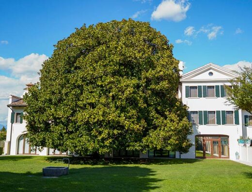 Hotel Fossa Mala: Facciata dell'hotel con un grande albero secolare nel prato antistante, architettura veneta e cielo azzurro sullo sfondo.