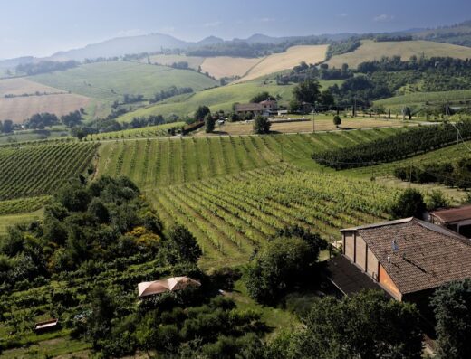 Veduta panoramica dei vigneti rigogliosi e del paesaggio collinare a La Ca' dal Non - Bio Agriturismo, un'oasi di tranquillità e bellezza naturale.