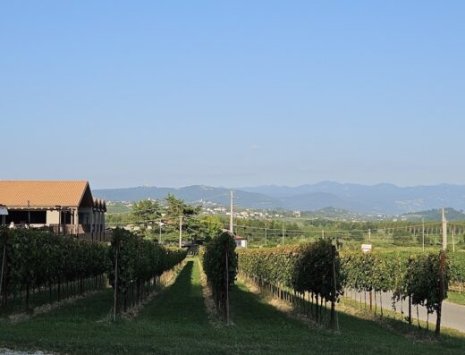 La Pausa del Collio: Paesaggio panoramico di un vigneto con filari di viti, una casa colonica con tetto arancione e montagne sullo sfondo, Collio, Italia.