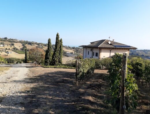 Paesaggio collinare italiano con vigneto in primo piano e casa colonica sullo sfondo, ideale per vacanze in moto e relax presso L'Orso e l'Ape B&B.