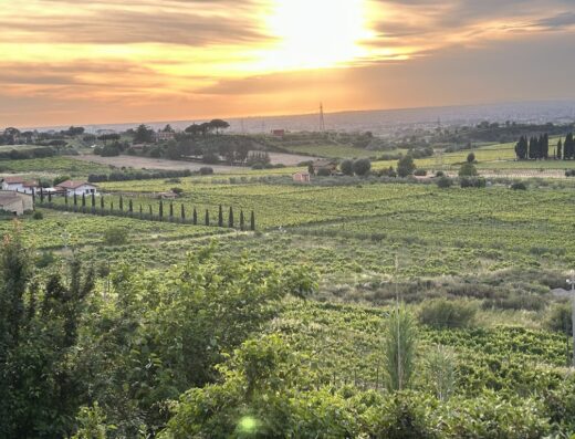 Paesaggio rurale italiano al tramonto, con vigneti di Merumalia Società Agricola Semplice e case coloniche, illuminato dalla luce dorata del sole.