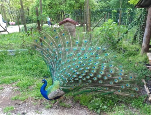 Un pavone maschio con le piume spiegate nel Parco San Floriano, un'oasi verde con fauna selvatica.