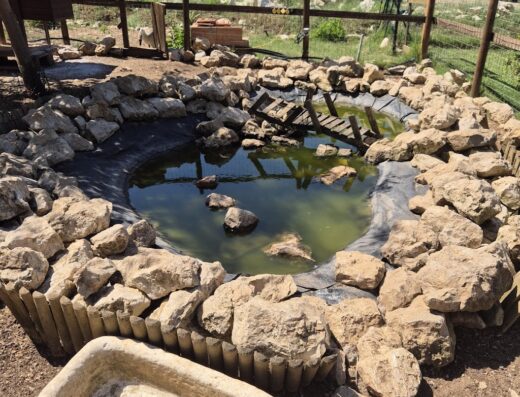 Laghetto artificiale con bordi di roccia al Rifugio Domo Mea, con abbeveratoio in pietra in primo piano e vegetazione sullo sfondo.