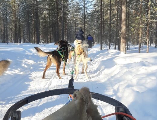Scopri l'emozione di un'avventura unica: una slitta trainata da cani husky sfreccia sulla neve immacolata in un paesaggio invernale incantato, un'esperienza indimenticabile per esplorare il mondo.
