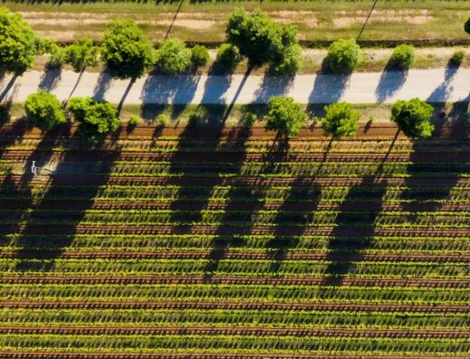 Vista aerea della Casa Villamarina di Sella&Mosca con filari di viti, alberi e una persona che cammina lungo un sentiero.