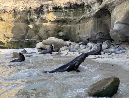 A group of sea lions resting on a beach with rocky cliffs in the background.