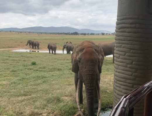 Elefante africano con lunghe zanne si abbevera in uno stagno, con un branco di elefanti che pascolano sullo sfondo in un campo erboso sotto un cielo nuvoloso.