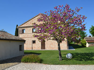 Edificio storico in mattoni nelle Marche, con albero di Giuda fiorito in primo piano e prato verde curato. Architettura rurale tipica.
