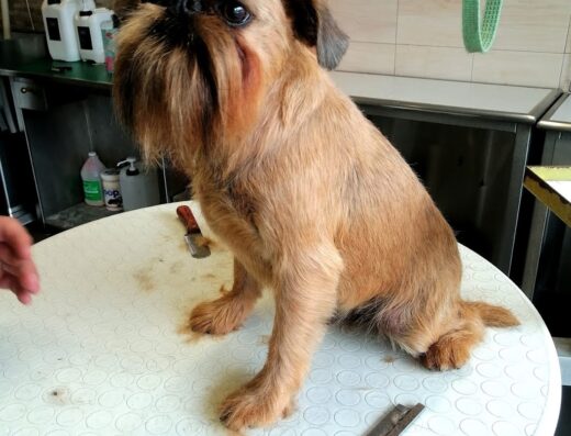 Un Griffone di Bruxelles seduto su un tavolo durante il servizio di toelettatura a Prato. Accessori e prodotti per la cura del cane visibili.