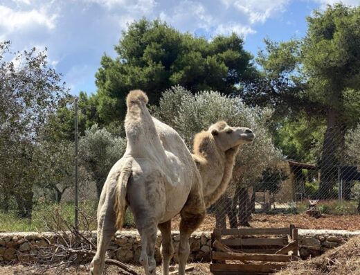 Due cammelli in un ambiente naturale con alberi, recinzione e cielo nuvoloso. Uno è di schiena, l'altro guarda di lato.
